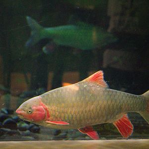 Spinibarbus denticulatus / 'Phoenix Barb'