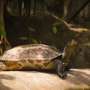 Mauremys sinensis / Golden-Thread Turtle