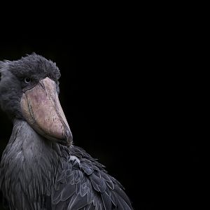 Shoebill (Balaeniceps rex)