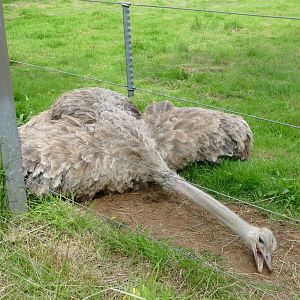 Female red-necked ostrich, July 2020