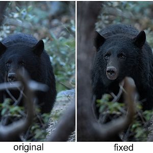 how to fix a bear