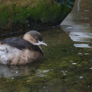 Antwerp Zoo jan 2012 - Little Grebe
