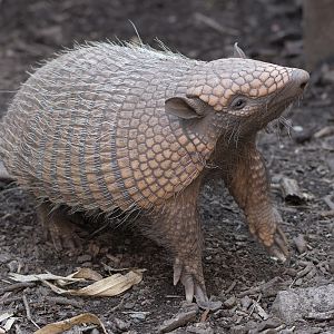 Six-banded armadillo