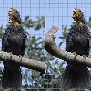 Greater vasa parrot - breeding female calling