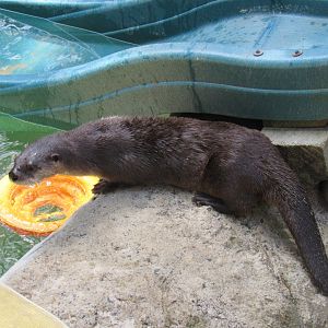 river otter