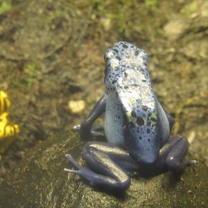 blue dart frog