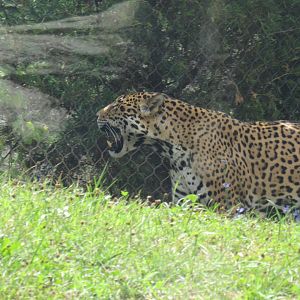 jaguar