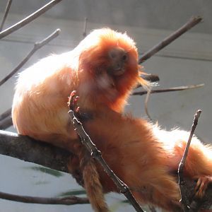 Golden lion tamarins