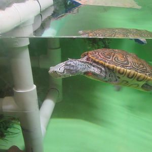 Diamondback terrapin