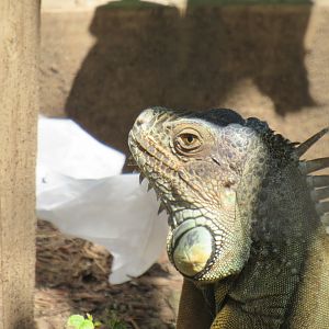 green iguana