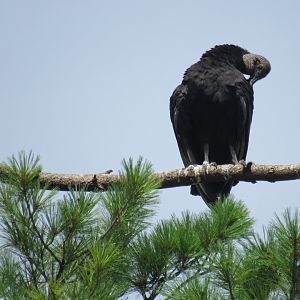 wild black vulture