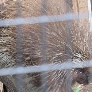 North American porcupine