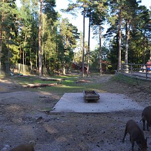 Enclosure for wild boar at Kolmården