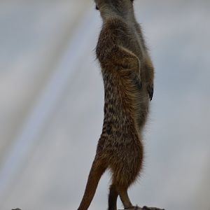 Meerkat at Kolmården