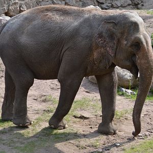 The elephant Saba at Kolmården