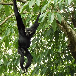 Pileated Gibbon, Paignton Zoo