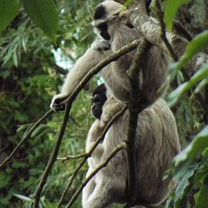 Pileated Gibbons, Paignton Zoo