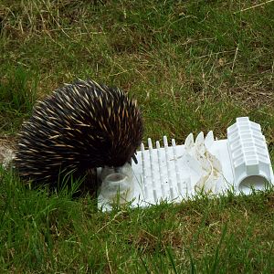 Short-beaked Echidna, Paignton Zoo