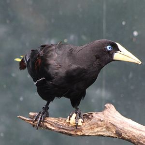 Crested oropendola