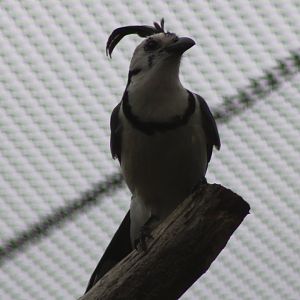 White-throated magpie-jay