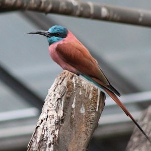 Northern carmine bee-eater