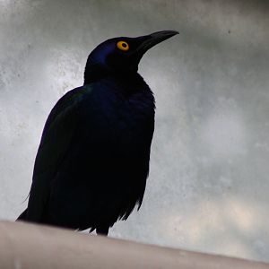 Purple glossy starling