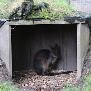 Swamp wallaby