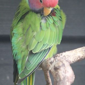 Plum-headed parakeet - male