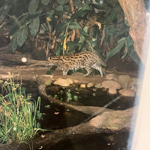 Fishing Cat (1996)
