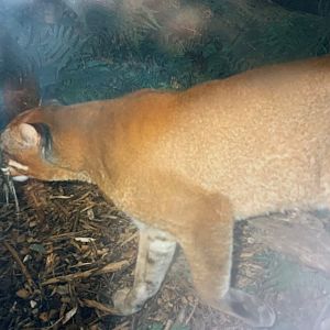 Asian Golden Cat (1996)