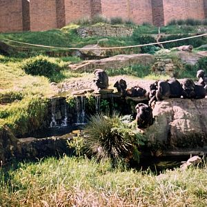 Chimp Exhibit (1996)