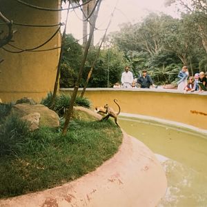 Spider Monkey (1996)