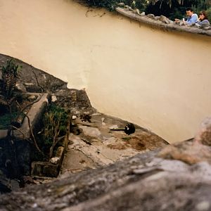 De Brazza's Monkey (1996)