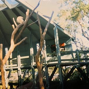 Koala Exhibit (1996)