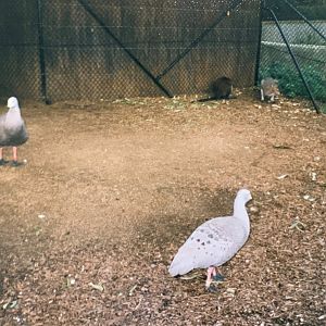 Australian Walkabout (1996)