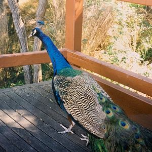 Free range Peacock (1996)