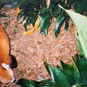 Red Panda (1996)