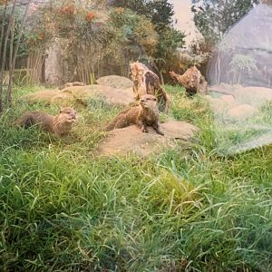 Oriental Small-clawed Otter (1996)