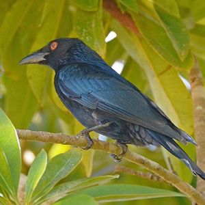 Spangled drongo