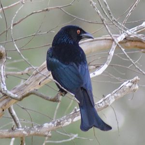 Spangled drongo