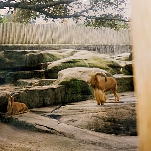 Barbary Sheep (1996)