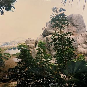 Himalayan Tahr (1996)