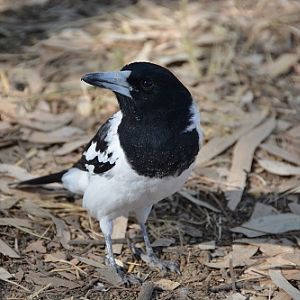 Pied butcherbird