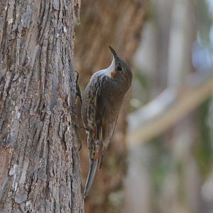 Female white-throated tree-creeper