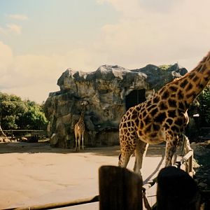 Giraffe (1996)
