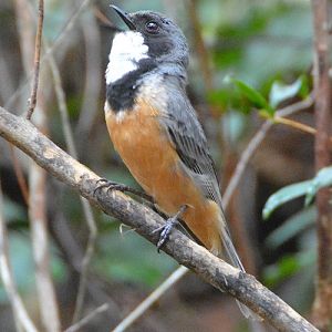 Male rufous whistler singing.