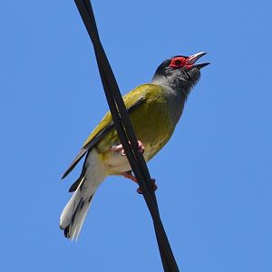 Male figbird singing