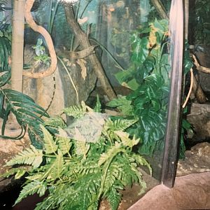 Fijian Banded Iguana (1996)