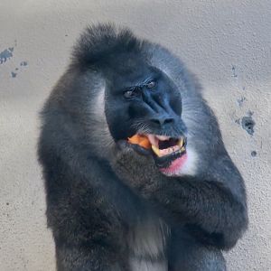 Drill (Mandrillus leucophaeus)