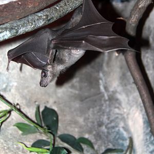 Ruwenzori Long-Haired Fruit Bat (Rousettus lanosus)